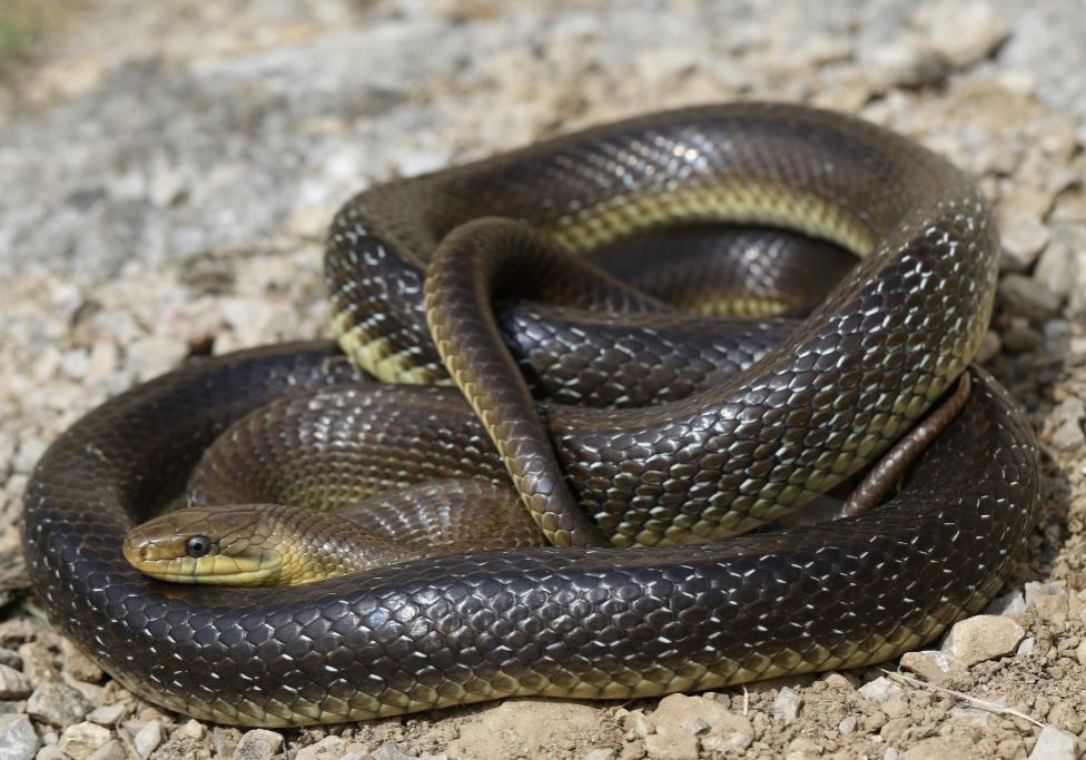 20260210_Dospely_jedinec